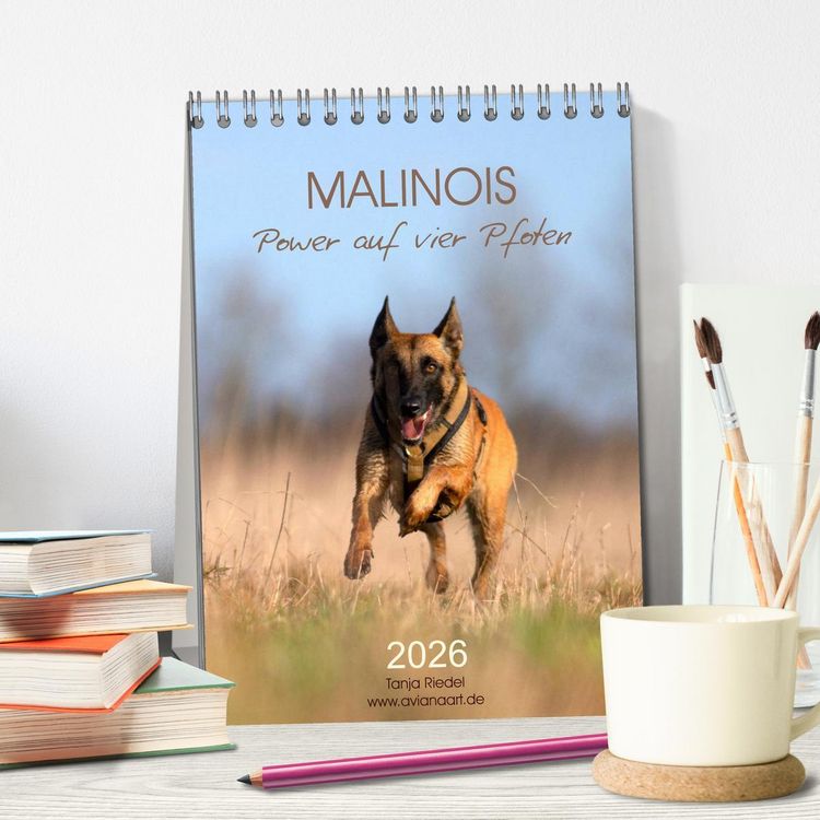 Produktbild: Malinois Power auf vier Pfoten (Tischkalender 2026 DIN A5 hoch), CALVENDO Monatskalender