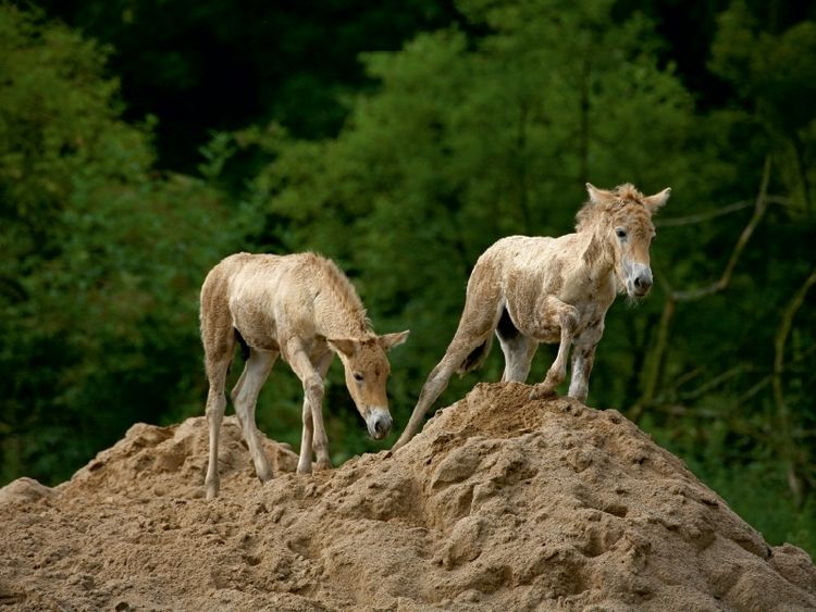 Produktbild: CALVENDO Puzzle Przewalski-Fohlen | 1000 Teile Lege-Gr&ouml;&szlig;e 64x48cm Foto-Puzzle f&uuml;r gl&uuml;ckliche Stunden