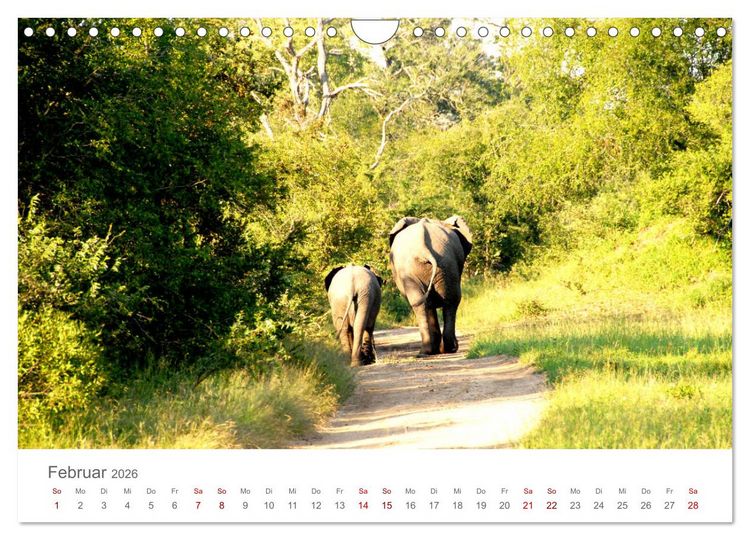 Produktbild: Safari / Afrika (Wandkalender 2026 DIN A4 quer), CALVENDO Monatskalender