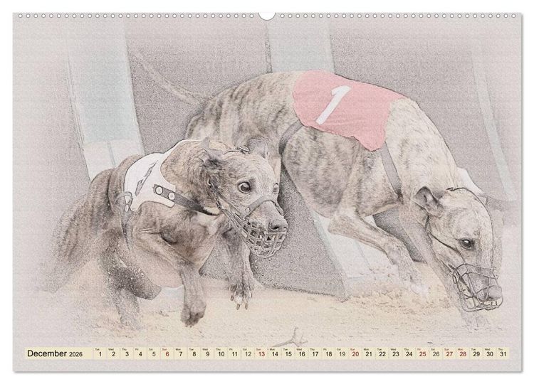 Produktbild: Whippets 2026 (High Quality Premium Wall Calendar 2026 DIN A2 landscape),CALVENDO 12 Month Wall Calendar