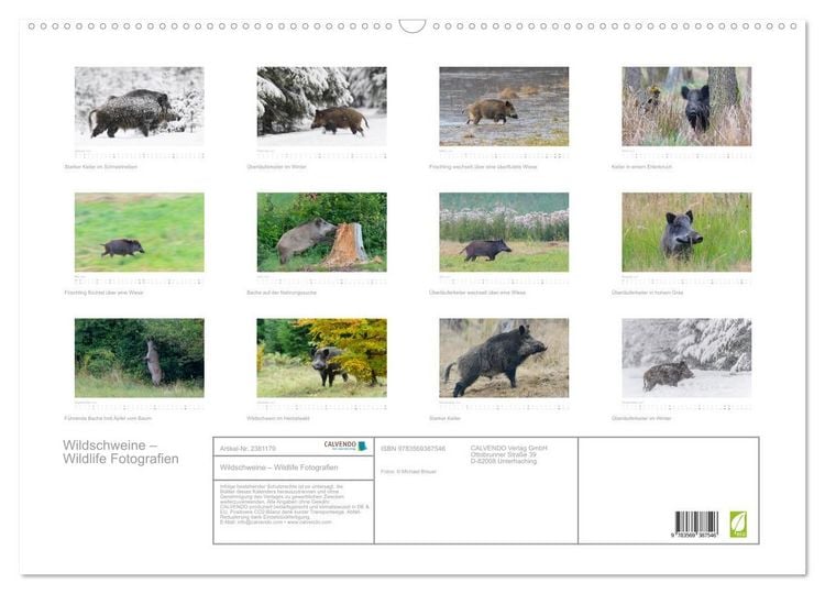 Produktbild: Wildschweine &ndash; Wildlife Fotografien (Wandkalender 2027 DIN A2 quer), CALVENDO Monatskalender