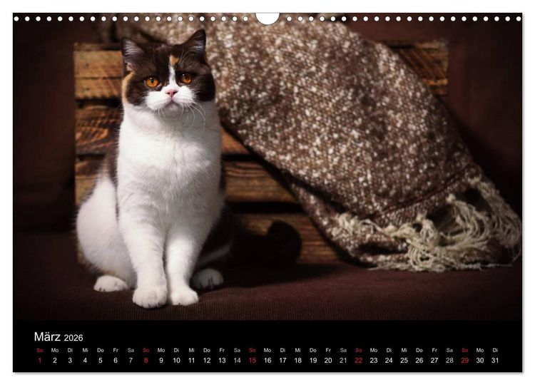 Produktbild: Schokoladige Britisch Kurzhaar Katzen (Wandkalender 2026 DIN A3 quer), CALVENDO Monatskalender