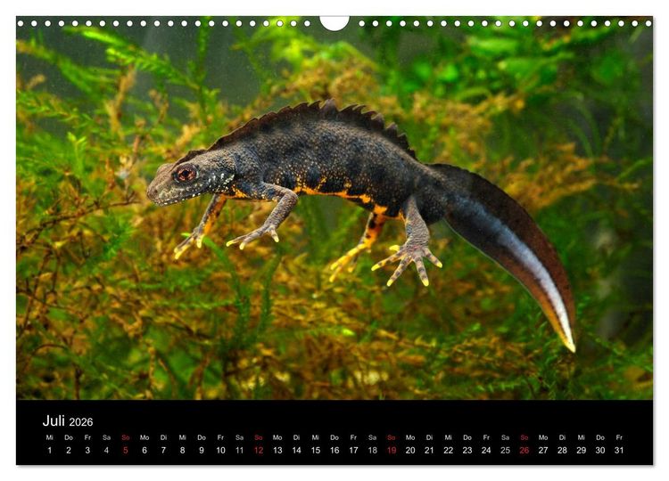 Produktbild: Salamander und Molche (Wandkalender 2026 DIN A3 quer), CALVENDO Monatskalender
