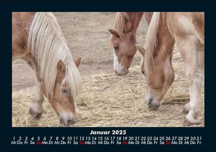 Produktbild: Pferdetraum 2025 Fotokalender DIN A5