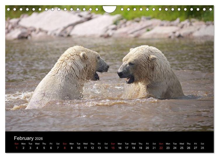 Produktbild: POLAR BEARS - ARCTIC LEGENDS (Wall Calendar 2026 DIN A4 landscape), CALVENDO 12 Month Wall Calendar