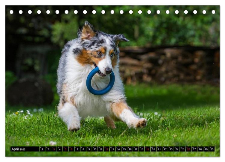 Produktbild: Bekannt wie ein bunter Hund. Australian Shepherd (Tischkalender 2026 DIN A5 quer), CALVENDO Monatskalender