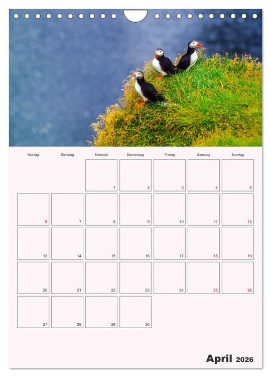 Produktbild: Papageitaucher Monatsplaner (Wandkalender 2026 DIN A4 hoch), CALVENDO Monatskalender