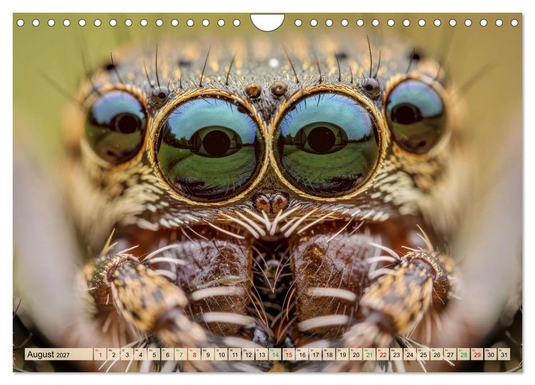 Produktbild: Spinnenaugen (Wandkalender 2027 DIN A4 quer), CALVENDO Monatskalender