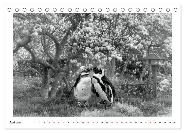 Produktbild: Pinguine privat (Tischkalender 2026 DIN A5 quer), CALVENDO Monatskalender