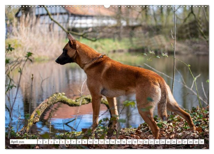 Produktbild: Malinois - belgischer Sch&auml;ferhund (hochwertiger Premium Wandkalender 2026 DIN A2 quer), Kunstdruck in Hochglanz