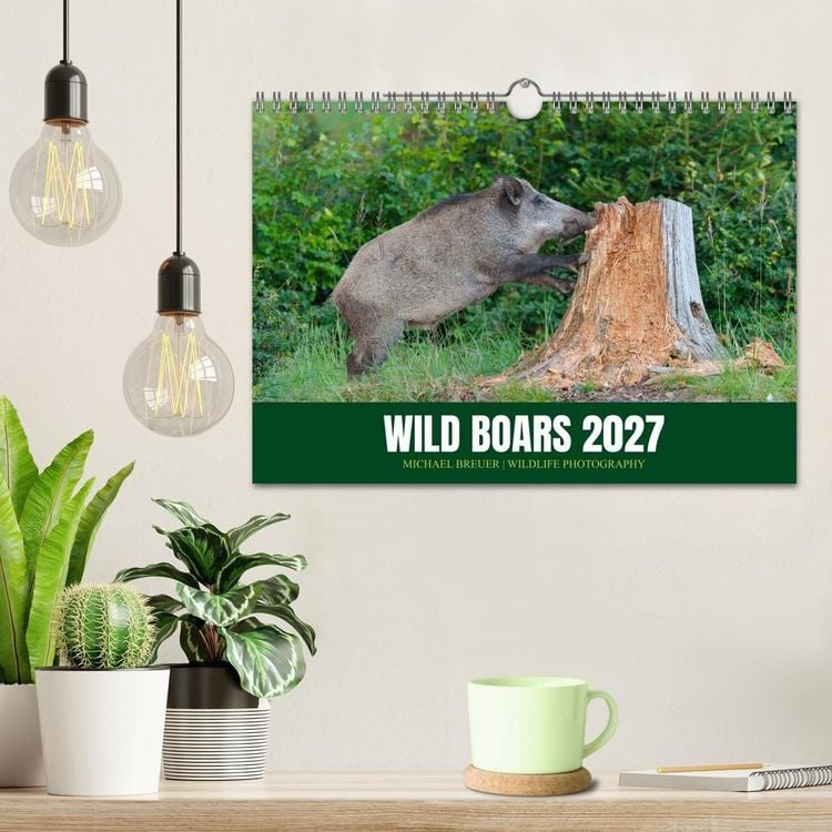 Produktbild: Wild Boars (Wall Calendar 2027 DIN A4 landscape), CALVENDO 12 Month Wall Calendar