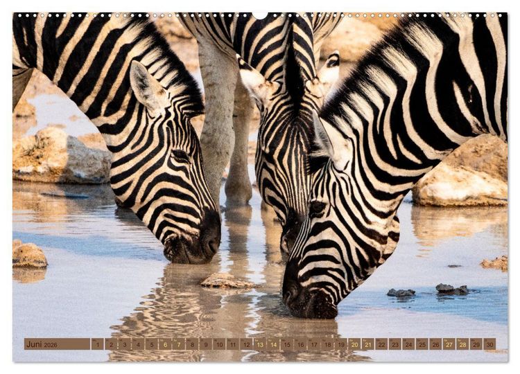Produktbild: Wildlife Namibia - Etosha und Kalahari (hochwertiger Premium Wandkalender 2026 DIN A2 quer), Kunstdruck in Hochglanz