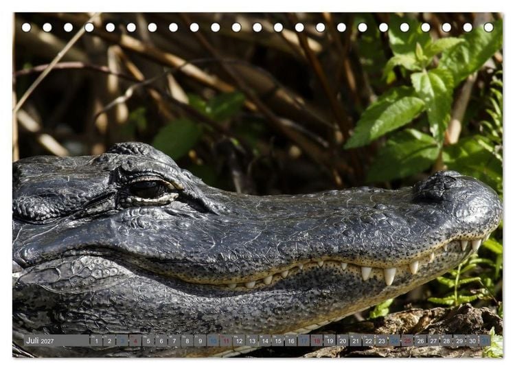 Produktbild: Sunshine State Florida Natur, Tierwelt und Nationalparks (Tischkalender 2027 DIN A5 quer), CALVENDO Monatskalender