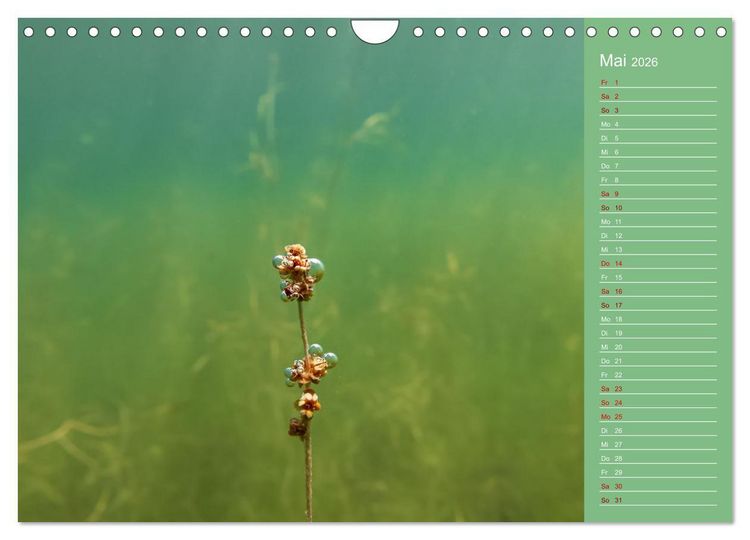 Produktbild: Baggersee - die gr&uuml;ne Welt (Wandkalender 2026 DIN A4 quer), CALVENDO Monatskalender