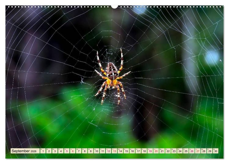 Produktbild: Spinnennetze - Wunder der Natur (Wandkalender 2026 DIN A2 quer), CALVENDO Monatskalender