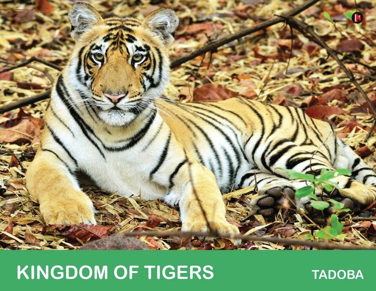 Produktbild: Kingdom of Tigers - Tadoba