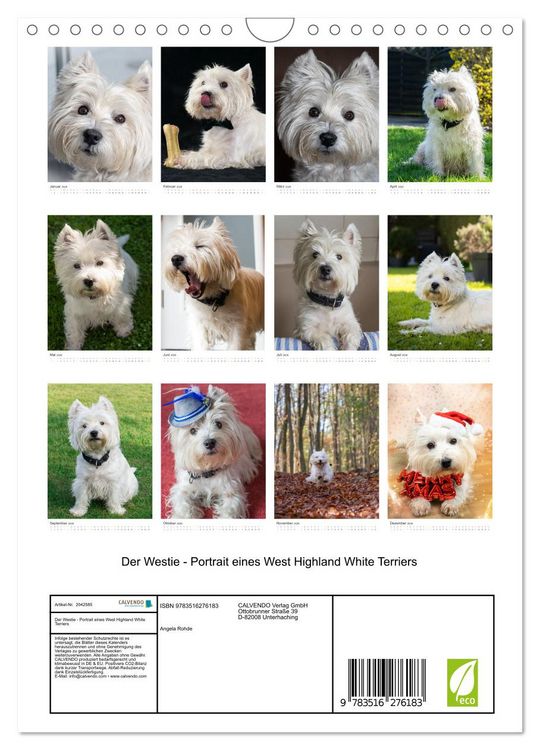 Produktbild: Der Westie - Portrait eines West Highland White Terriers (Wandkalender 2026 DIN A4 hoch), CALVENDO Monatskalender