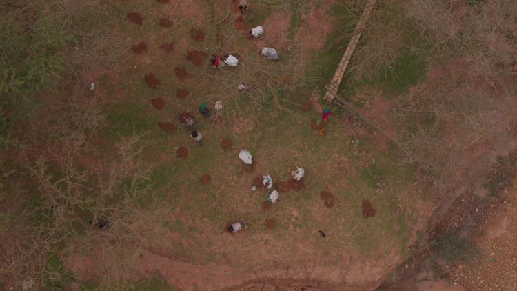 Produktbild: The Great Green Wall
