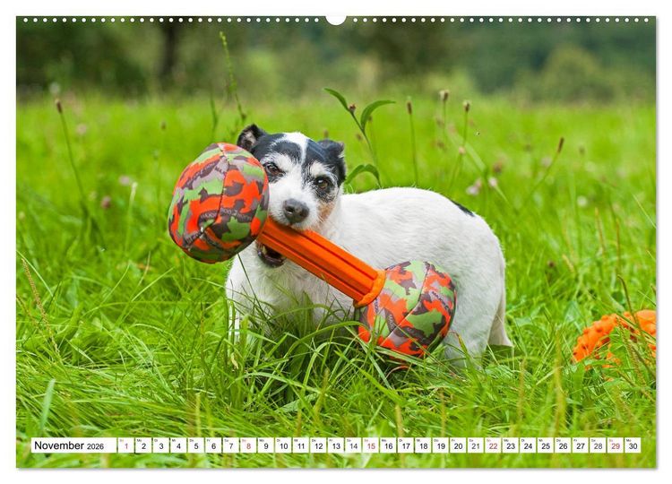 Produktbild: 100000 Volt auf vier Pfoten - Jack und Parson Russell Terrier (Wandkalender 2026 DIN A2 quer), CALVENDO Monatskalender