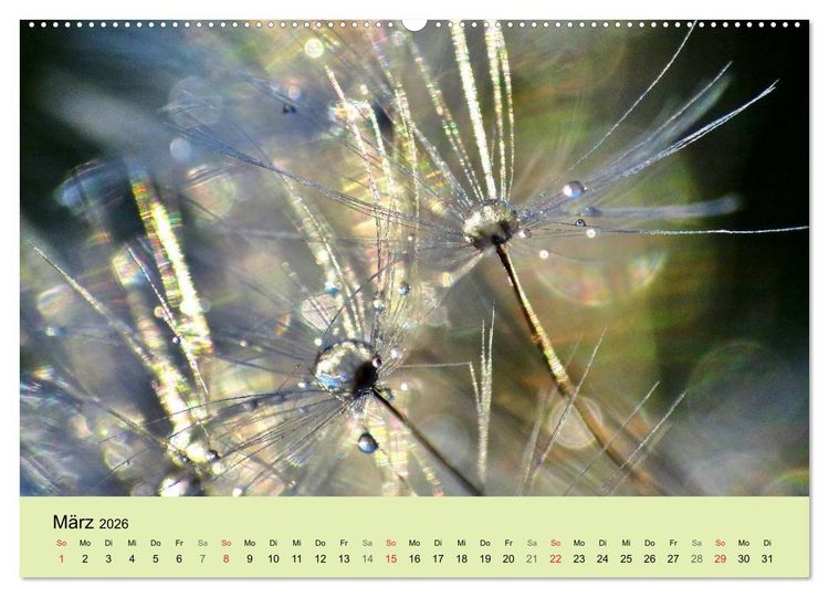 Produktbild: Naturjuwel Pusteblume (Wandkalender 2026 DIN A2 quer), CALVENDO Monatskalender