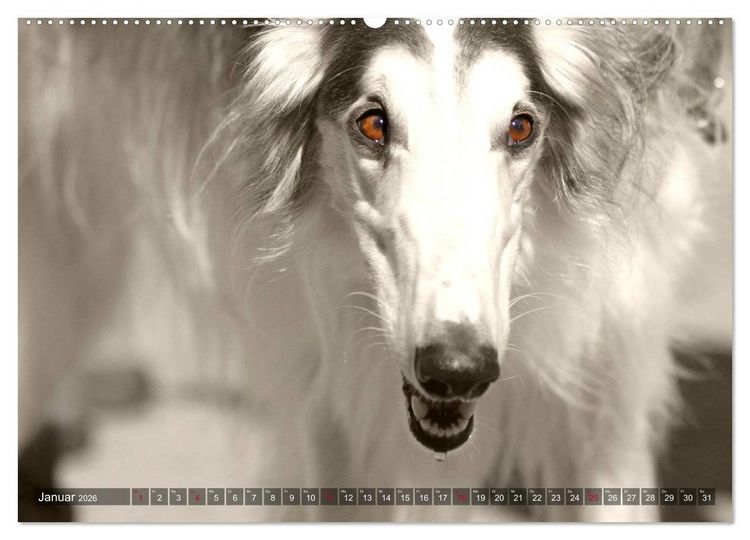 Produktbild: Windhunde eye-catcher (Wandkalender 2026 DIN A2 quer), CALVENDO Monatskalender