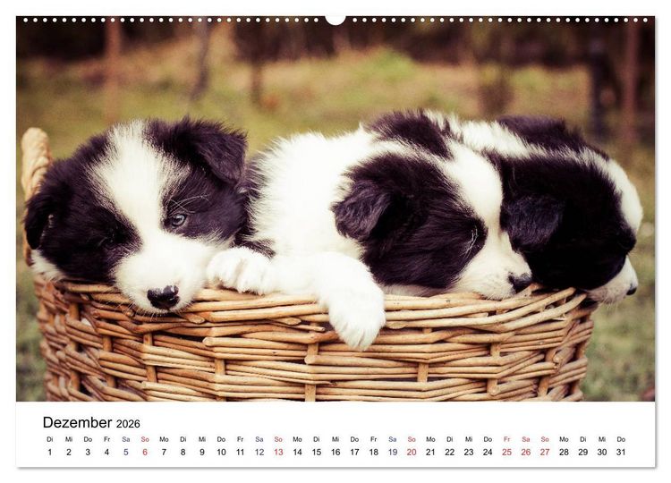 Produktbild: Pfotastische Border Collie Welpen (Wandkalender 2026 DIN A2 quer), CALVENDO Monatskalender