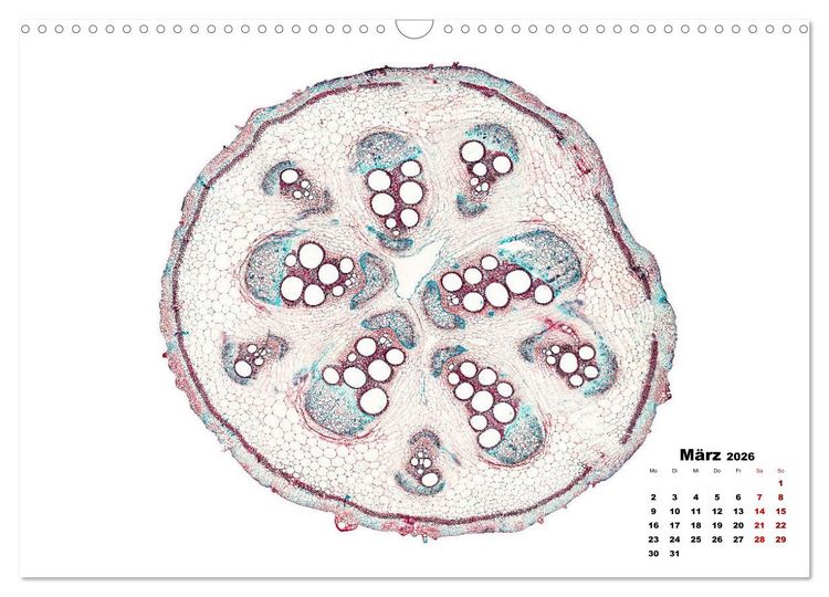Produktbild: Pflanzen unter dem Mikroskop (Wandkalender 2026 DIN A3 quer), CALVENDO Monatskalender