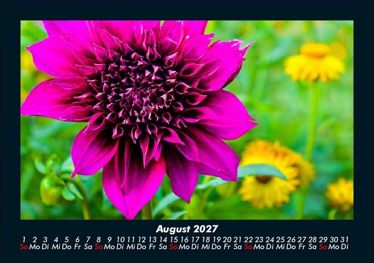 Produktbild: Blumentr&auml;ume 2027 Fotokalender DIN A5