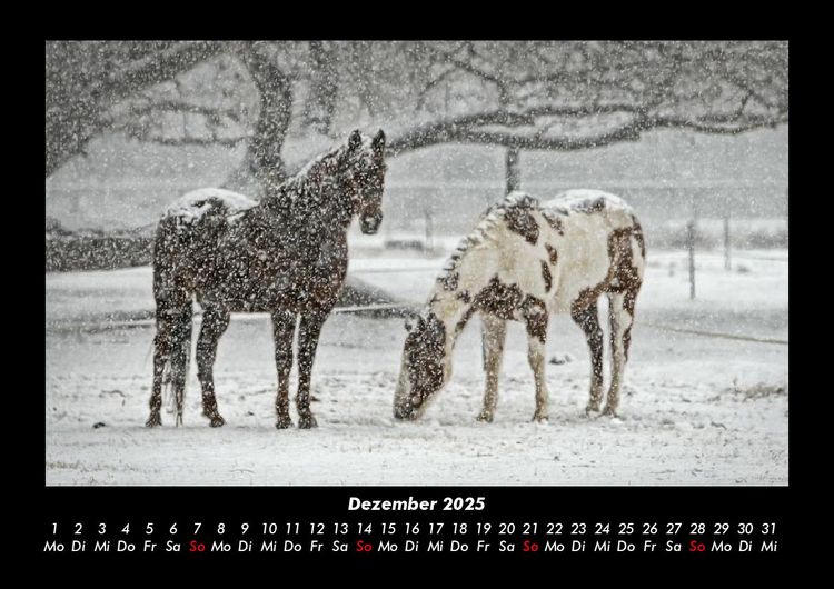Produktbild: Die Welt der Pferde 2025 Fotokalender DIN A3