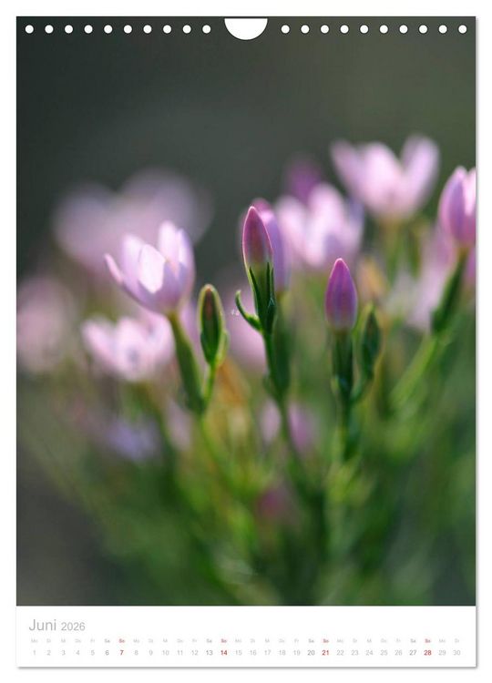 Produktbild: Wiesenblumen (Wandkalender 2026 DIN A4 hoch), CALVENDO Monatskalender