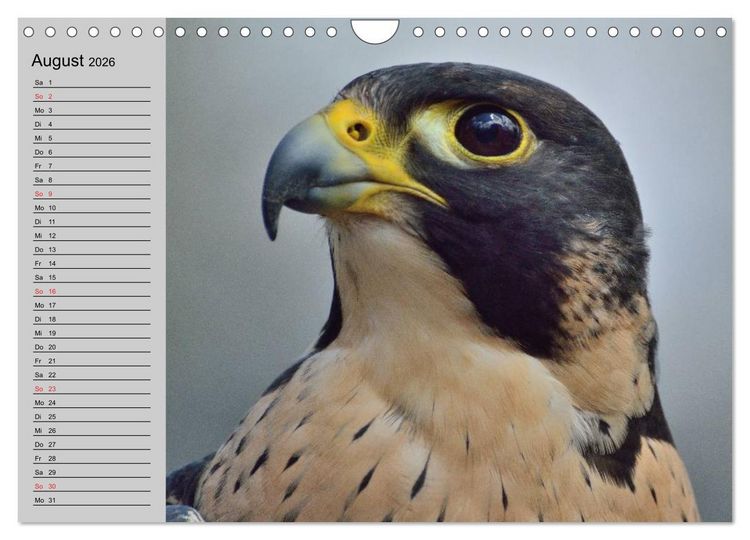 Produktbild: Falken und Greifv&ouml;gel - Edle J&auml;ger (Wandkalender 2026 DIN A4 quer), CALVENDO Monatskalender