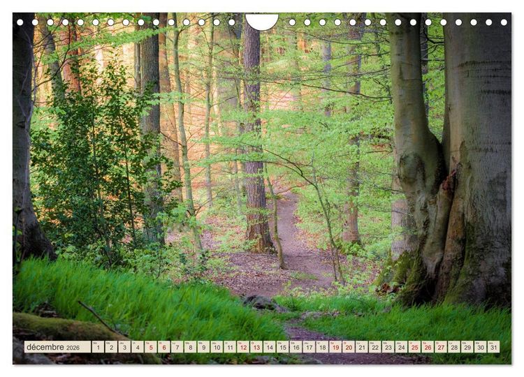 Produktbild: L'Allemagne, tes paysages (Calendrier mural 2026 DIN A4 vertical), CALVENDO calendrier mensuel