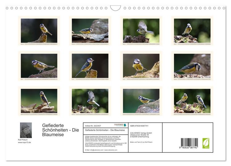Produktbild: Gefiederte Sch&ouml;nheiten - Die Blaumeise (Wandkalender 2026 DIN A3 quer), CALVENDO Monatskalender