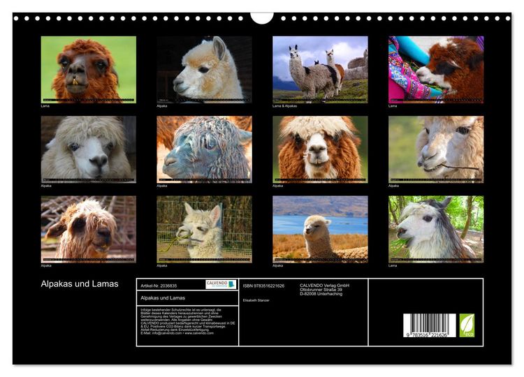 Produktbild: Alpakas und Lamas (Wandkalender 2026 DIN A3 quer), CALVENDO Monatskalender