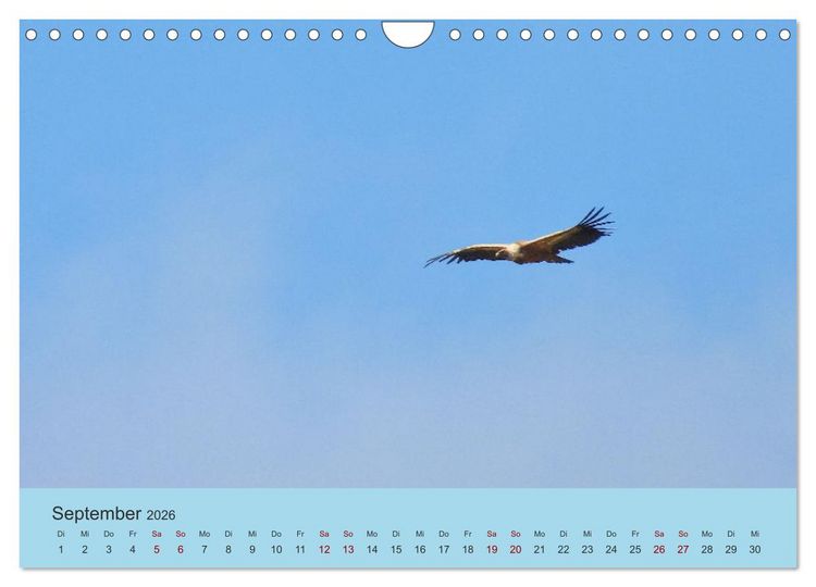 Produktbild: Flamingo und Co - Faszinierende Vogelwelt S&uuml;dfrankreichs (Wandkalender 2026 DIN A4 quer), CALVENDO Monatskalender