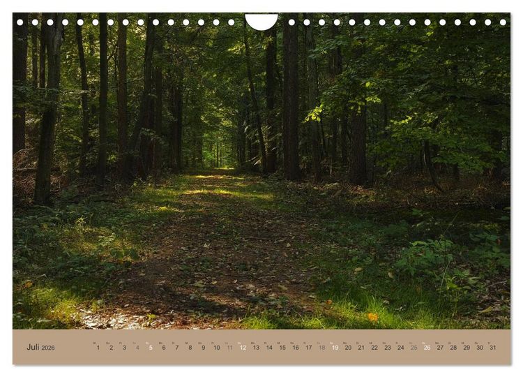 Produktbild: Unser Wald - Magische Sichten in norddeutsche W&auml;lder (Wandkalender 2026 DIN A4 quer), CALVENDO Monatskalender