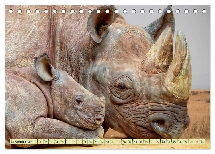 Produktbild: Bedrohte Tierart - Nashorn (Tischkalender 2026 DIN A5 quer), CALVENDO Monatskalender