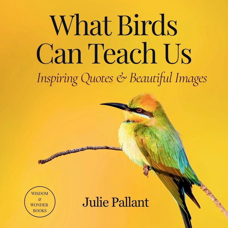 Produktbild: What Birds Can Teach Us