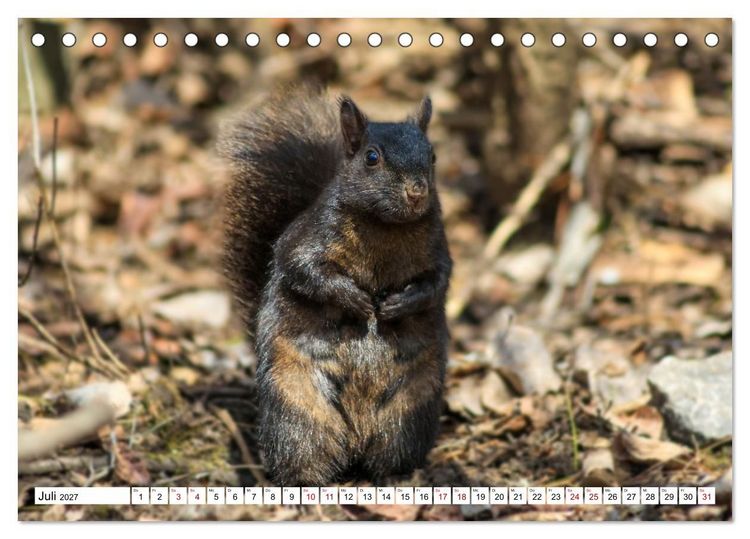 Produktbild: Eichh&ouml;rnchen - Kleine Tiere mit gro&szlig;em Charakter (Tischkalender 2027 DIN A5 quer), CALVENDO Monatskalender