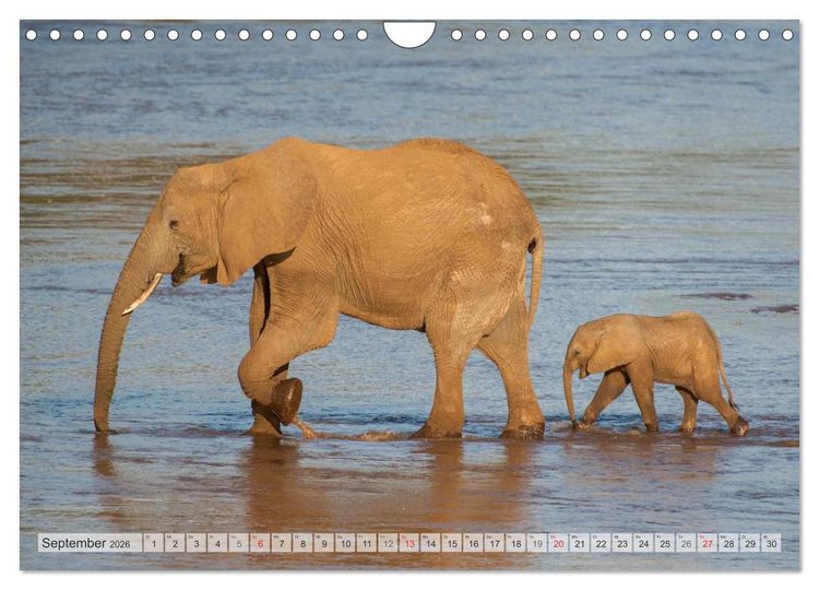 Produktbild: Emotionale Momente: Afrika Wildlife Part 2 / CH-Version (Wandkalender 2026 DIN A4 quer), CALVENDO Monatskalender