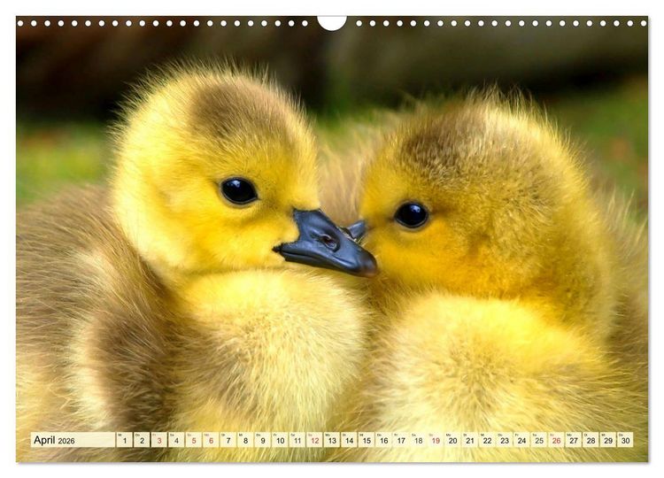 Produktbild: Enten. Beliebt, h&uuml;bsch und imposant (Wandkalender 2026 DIN A3 quer), CALVENDO Monatskalender