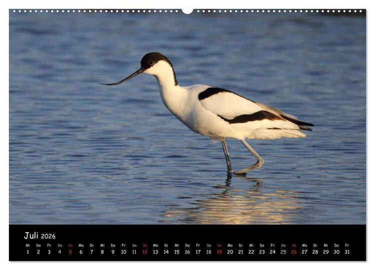 Produktbild: V&ouml;gel der Nordseek&uuml;ste (hochwertiger Premium Wandkalender 2026 DIN A2 quer), Kunstdruck in Hochglanz