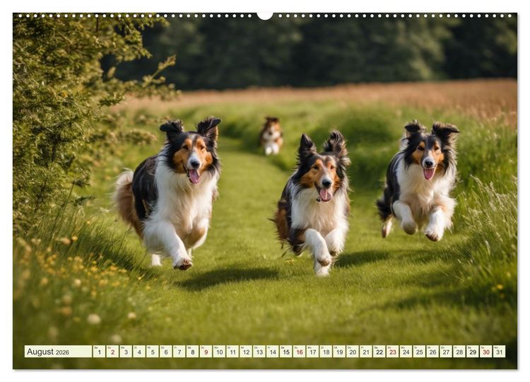 Produktbild: Traumhund Collie (hochwertiger Premium Wandkalender 2026 DIN A2 quer), Kunstdruck in Hochglanz