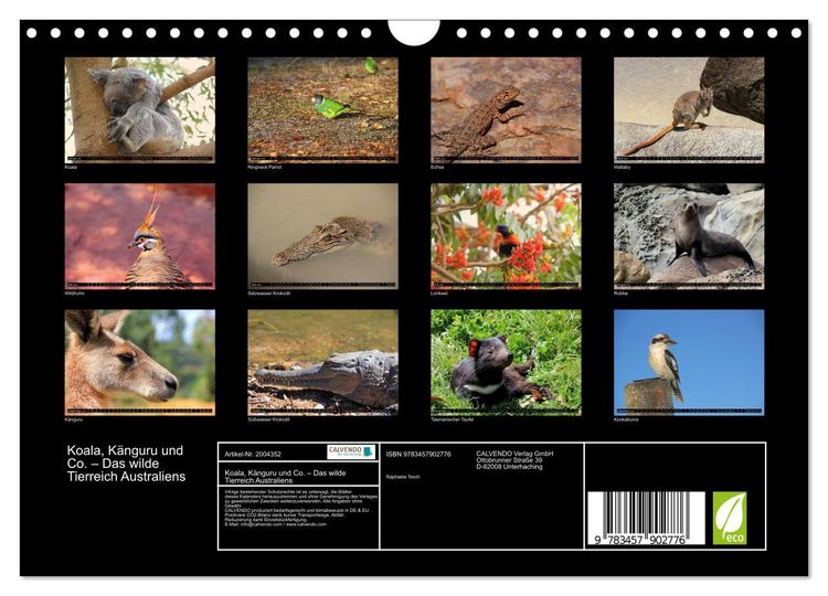 Produktbild: Koala, K&auml;nguru und Co. &ndash; Das wilde Tierreich Australiens (Wandkalender 2026 DIN A4 quer), CALVENDO Monatskalender