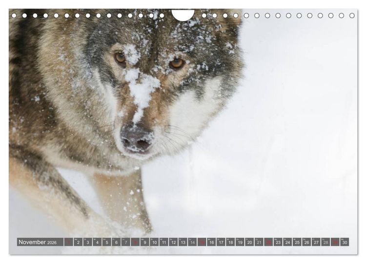 Produktbild: Meister Isegrim (Wandkalender 2026 DIN A4 quer), CALVENDO Monatskalender