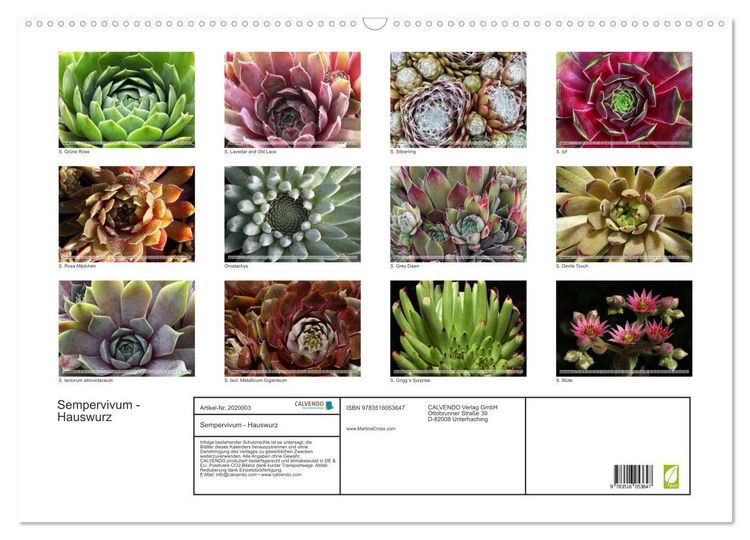 Produktbild: Sempervivum - Hauswurz (Wandkalender 2026 DIN A2 quer), CALVENDO Monatskalender