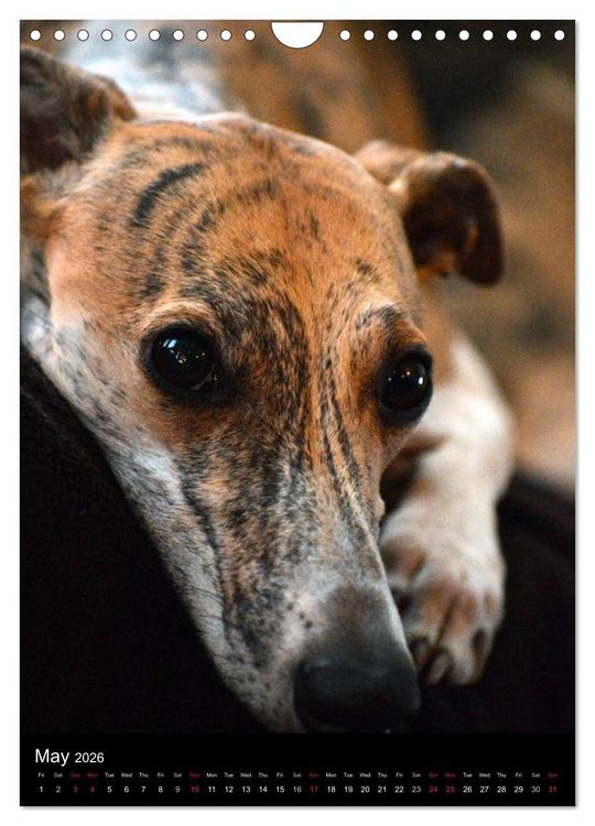 Produktbild: Beautiful Whippets (Wall Calendar 2026 DIN A4 portrait), CALVENDO 12 Month Wall Calendar