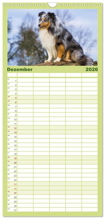 Produktbild: Familienplaner 2026 - Traumhund Sheltie mit 5 Spalten (Wandkalender, 21 x 45 cm) CALVENDO