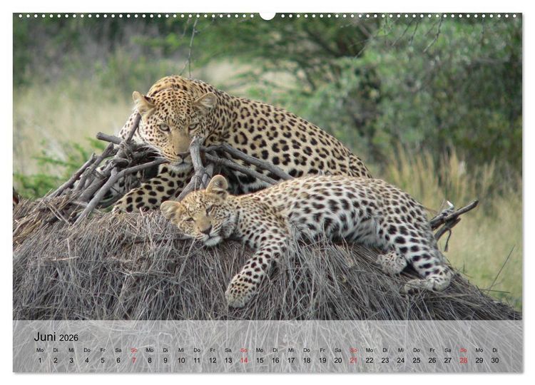 Produktbild: Leoparden. Elegante J&auml;ger (hochwertiger Premium Wandkalender 2026 DIN A2 quer), Kunstdruck in Hochglanz