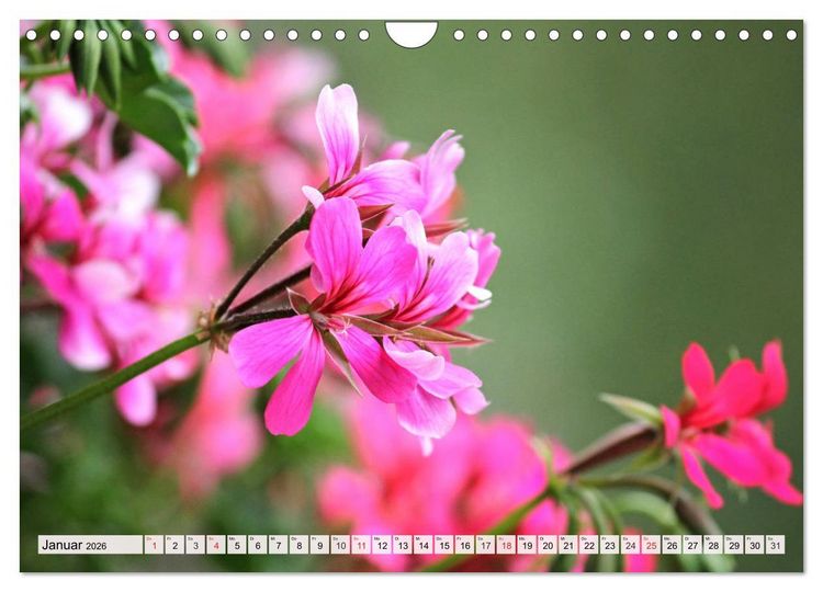 Produktbild: Pelargonien. Die Klassiker unter den Bl&uuml;hwundern (Wandkalender 2026 DIN A4 quer), CALVENDO Monatskalender